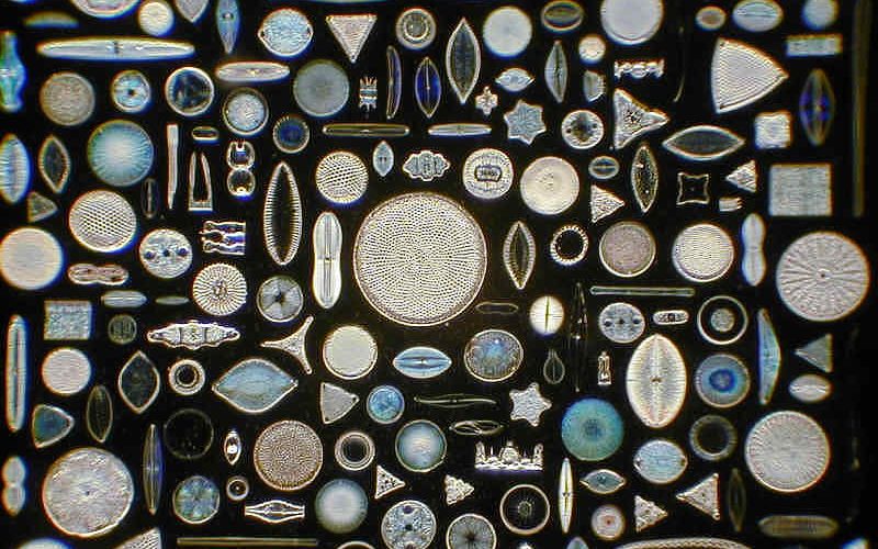 So, what exactly is a diatom paleontologist…?