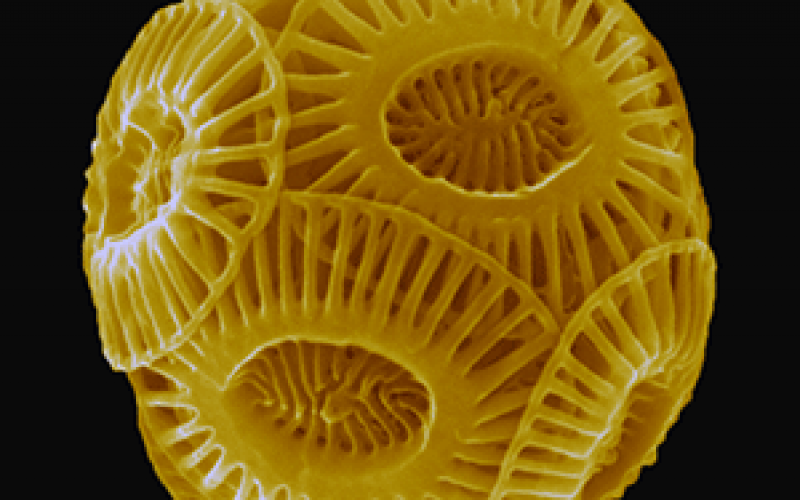 The Magical World of Coccolithophores
