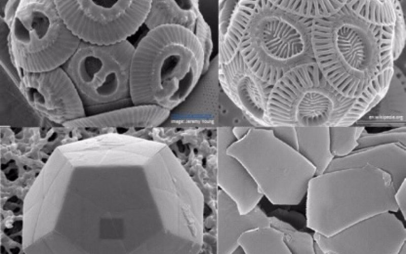 Coccolithophores: Earth’s tiny workers (a poem)