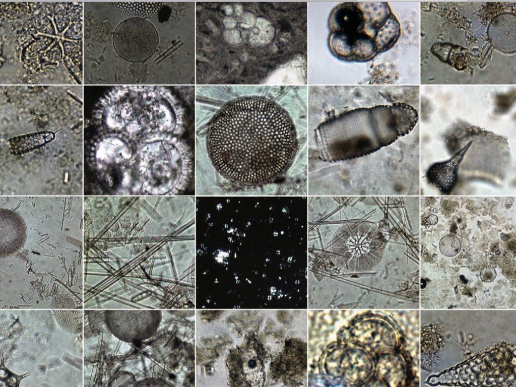 Microfossils poster