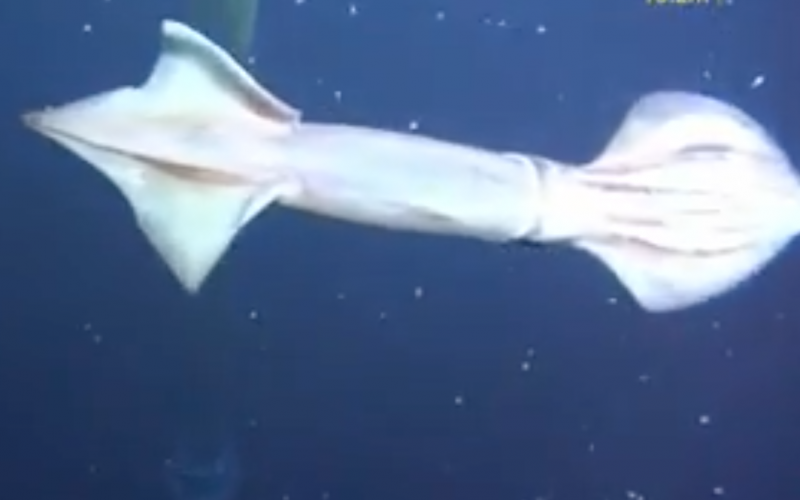 Caught on Camera – Squid v Squid