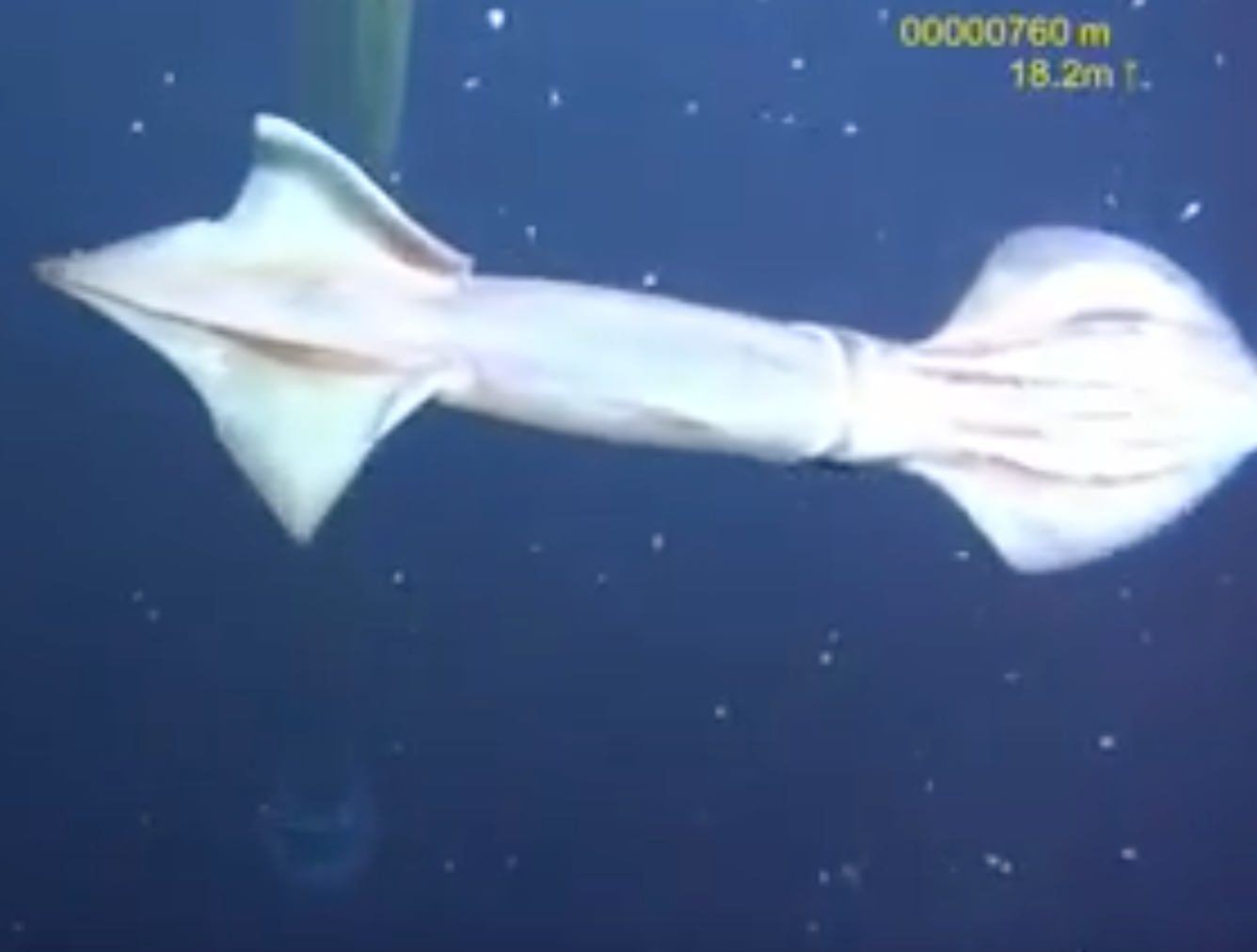 Caught on Camera – Squid v Squid – JOIDES Resolution