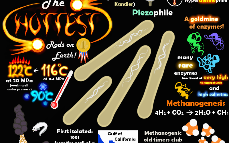 Microbe Monday: The Hottest Life on Earth!