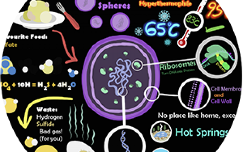 Microbes found on a CORK  – Poster