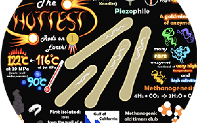 Microbe Poster: The Hottest Life on Earth