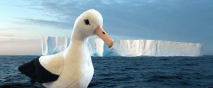 A cute stuffed albatross toy in front of a tabular iceberg at dawn on the Southern Ocean