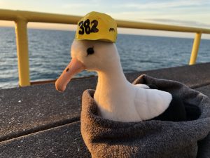 Albatross toy sitting on the deck, watching the sunrise