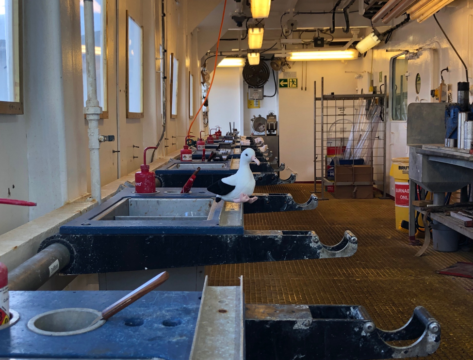 A stuffed albatross toy in a corridor with benches designed for holding the cores