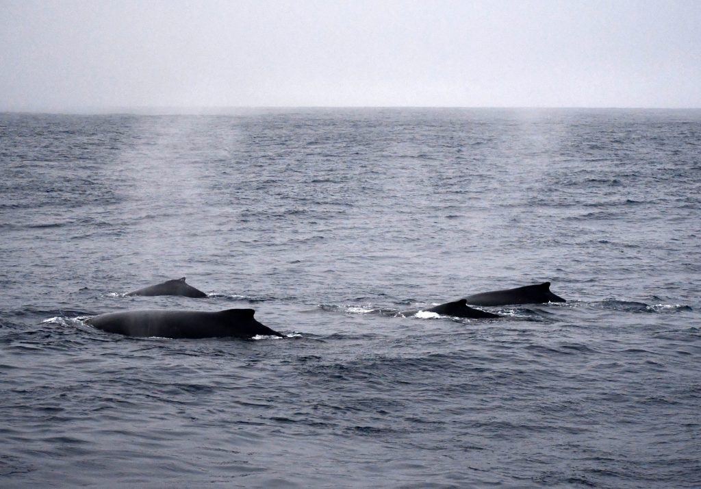 Backs of 3 or 4 humback whales surfacing