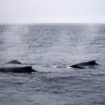 Backs of 3 or 4 humback whales surfacing