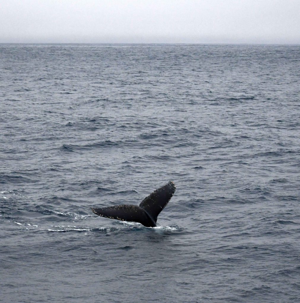A whale tail above the water as the whale dives