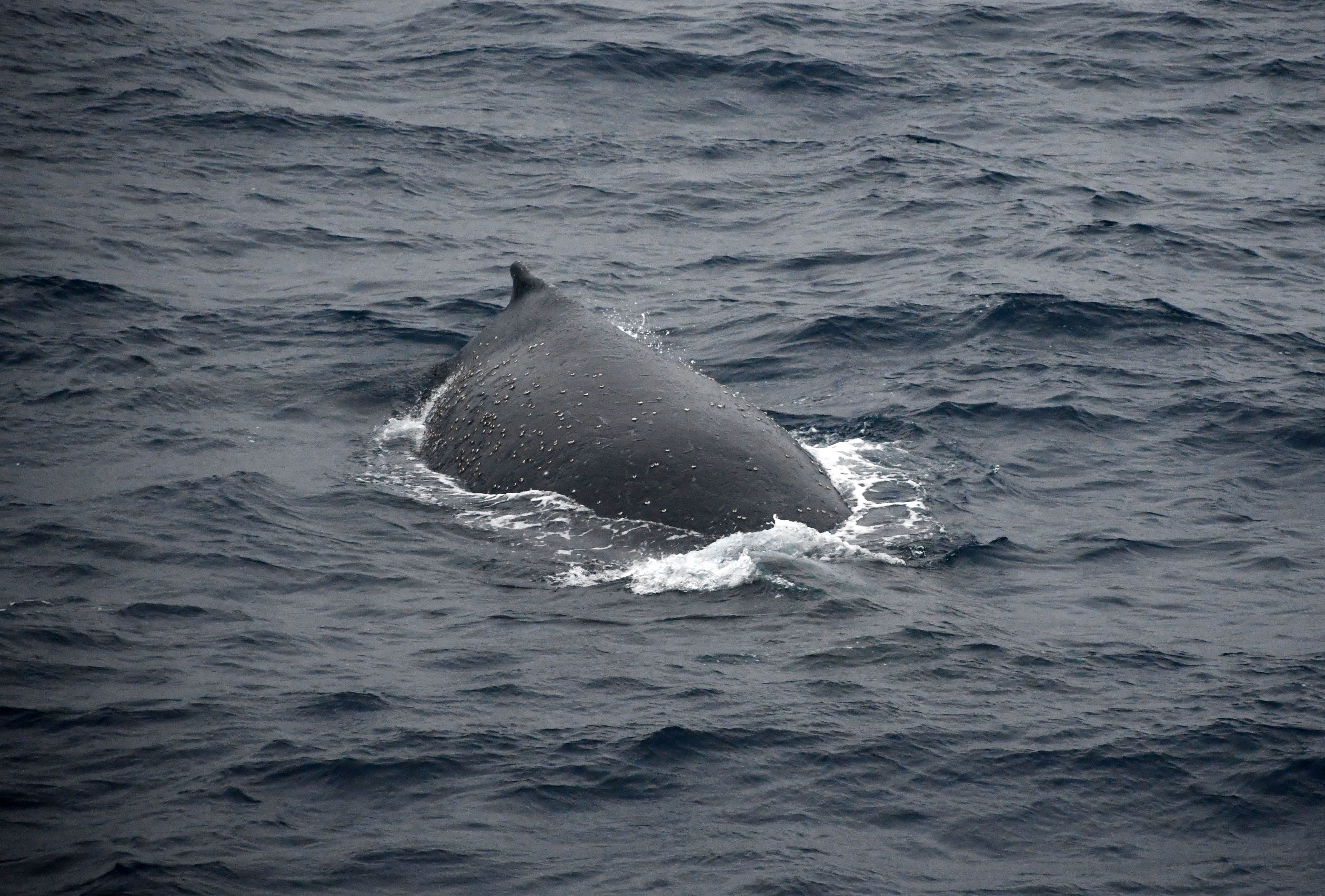 Back of the whale with barnacles