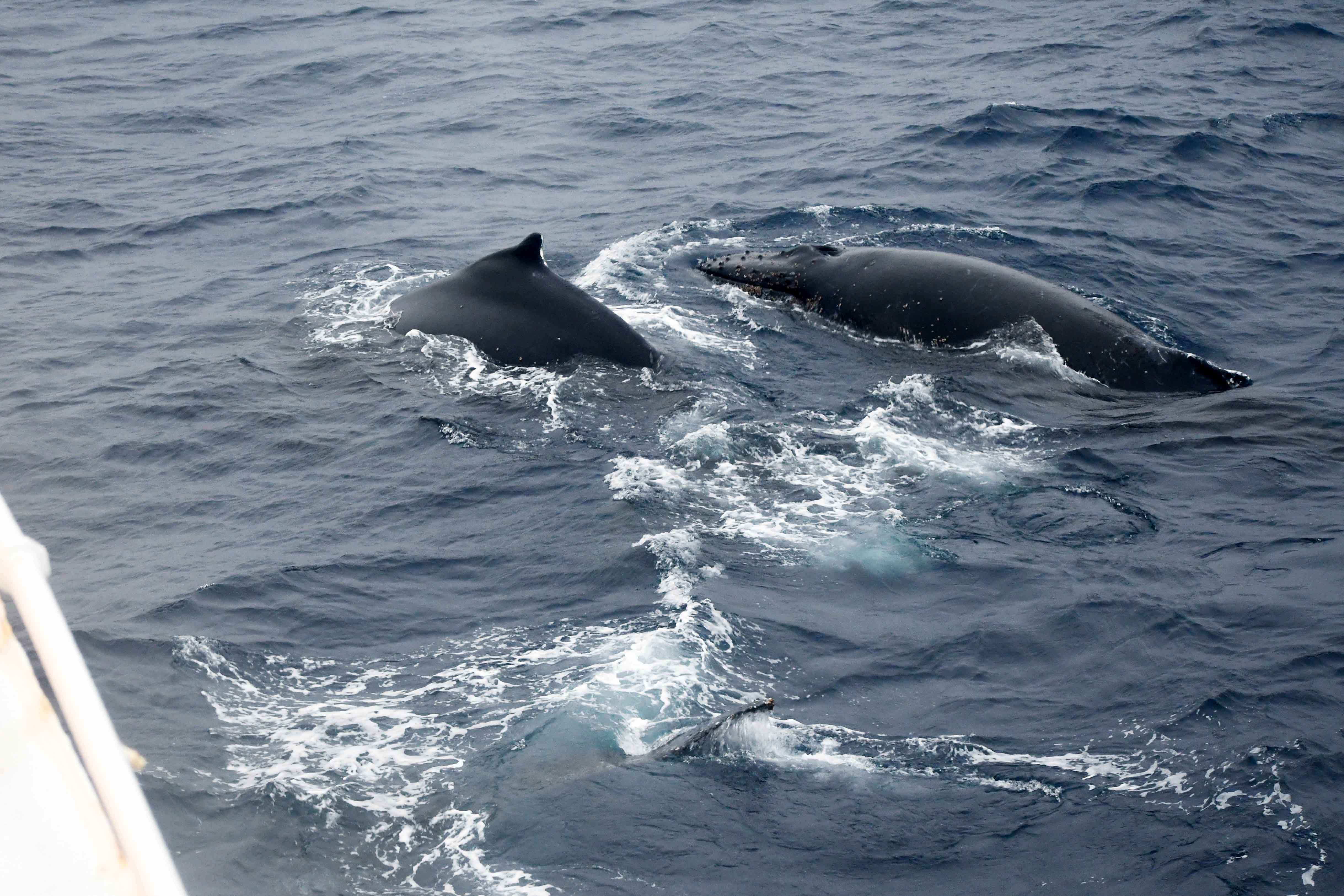 Two humpback whales surfacing beside the ship