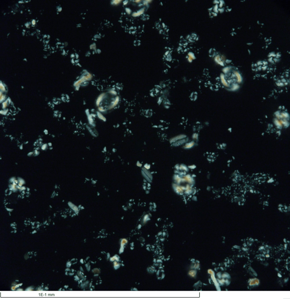 Several nannofossils against a black background. They are mostly round and surrounded by smaller grains of sediment. The scale bar at the bottom shows each grain to be about 50 micrometers in diameter.