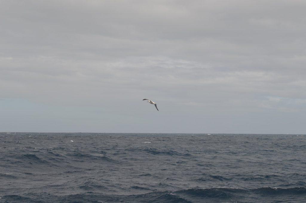 An albatross flying over the ocean. The sky is grey and the sea is a bit rough.