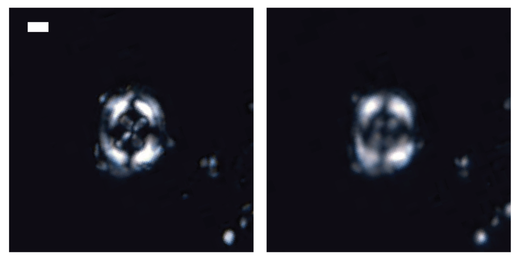 microscope images of microfossils