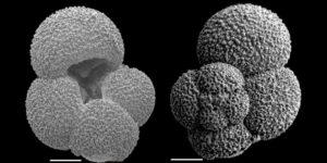 Two views of the foraminifera Globigerina bulloides. Left: aperture. Right: chambers.