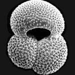 the foraminifera Globigerinoides ruber