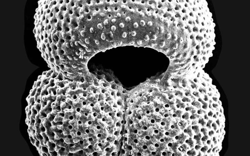 Making microfossils massive for the masses