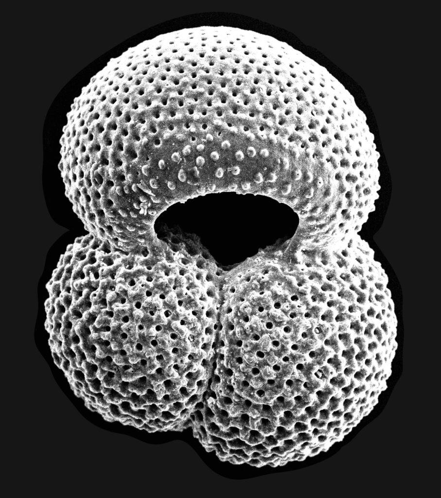 the foraminifera Globigerinoides ruber