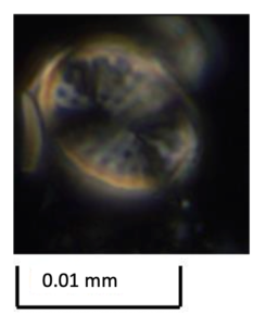 An image of an oval coccolith plate on a black background. The scale reads 0.01 millimeters