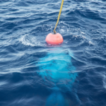 An inflatable red ball attached to a yellow rope bobs in the water.