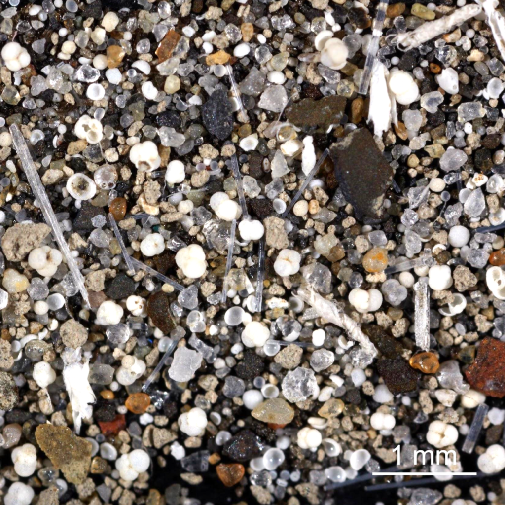 Microscope image of sediment from an Expedition 395 core.