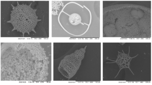 Six SEM images of microfossils.