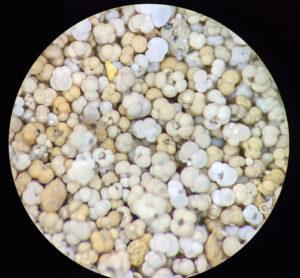 Foraminifera shells under the microscope.