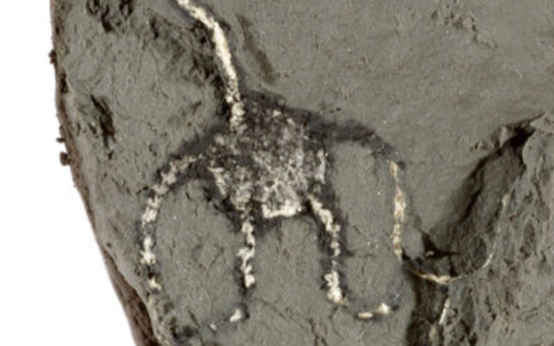 Oxygen Isotopes Reveal Ancient Climates
