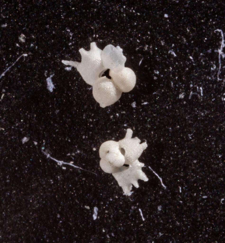 Time Capsules of the Deep: Exploring Earth’s History through Foraminifera Extinction and Evolution