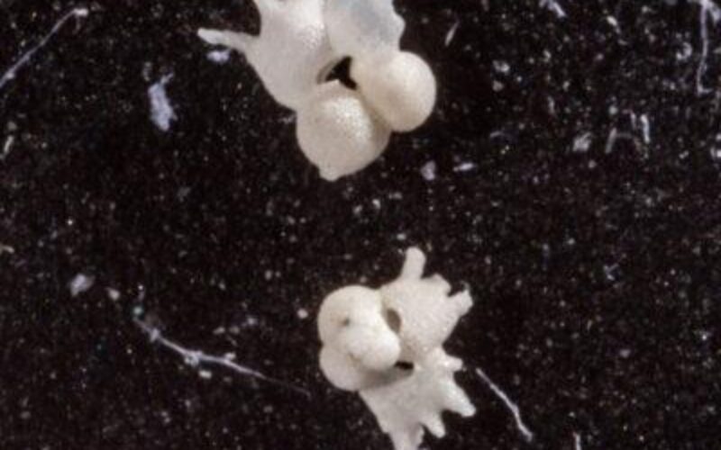 Time Capsules of the Deep: Exploring Earth’s History through Foraminifera Extinction and Evolution